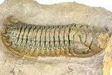 Crotalocephalina Trilobite - Giant For Species #363230-1